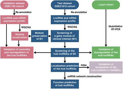 Identification and Functional Prediction of Long Non-Coding RNAs in Dilated Cardiomyopathy by Bioinformatics Analysis